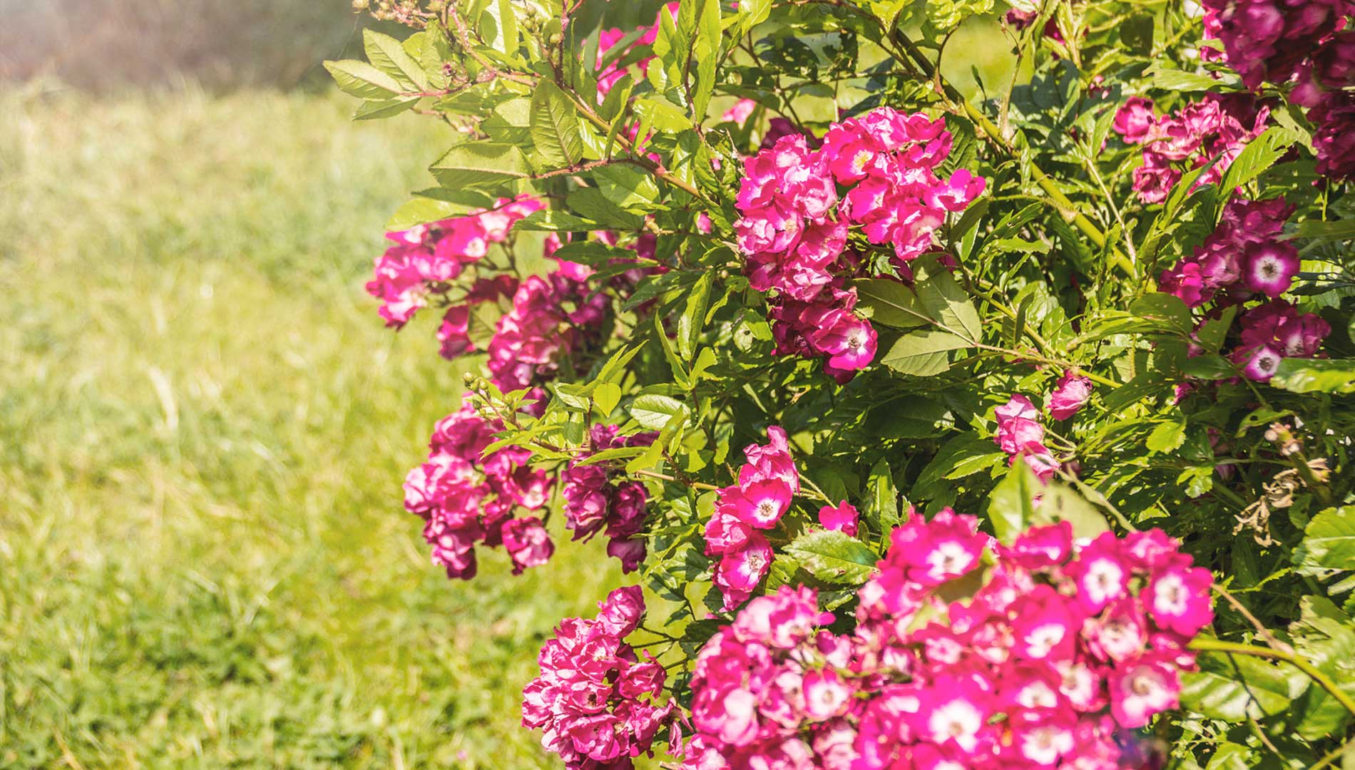 Faună și floră - | Green Village Resort