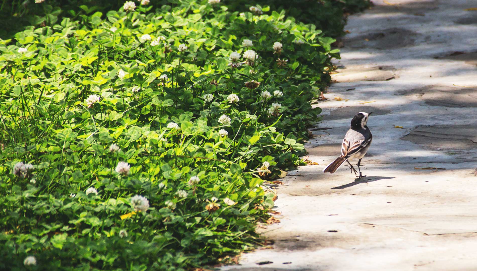 Faună și floră - | Green Village Resort